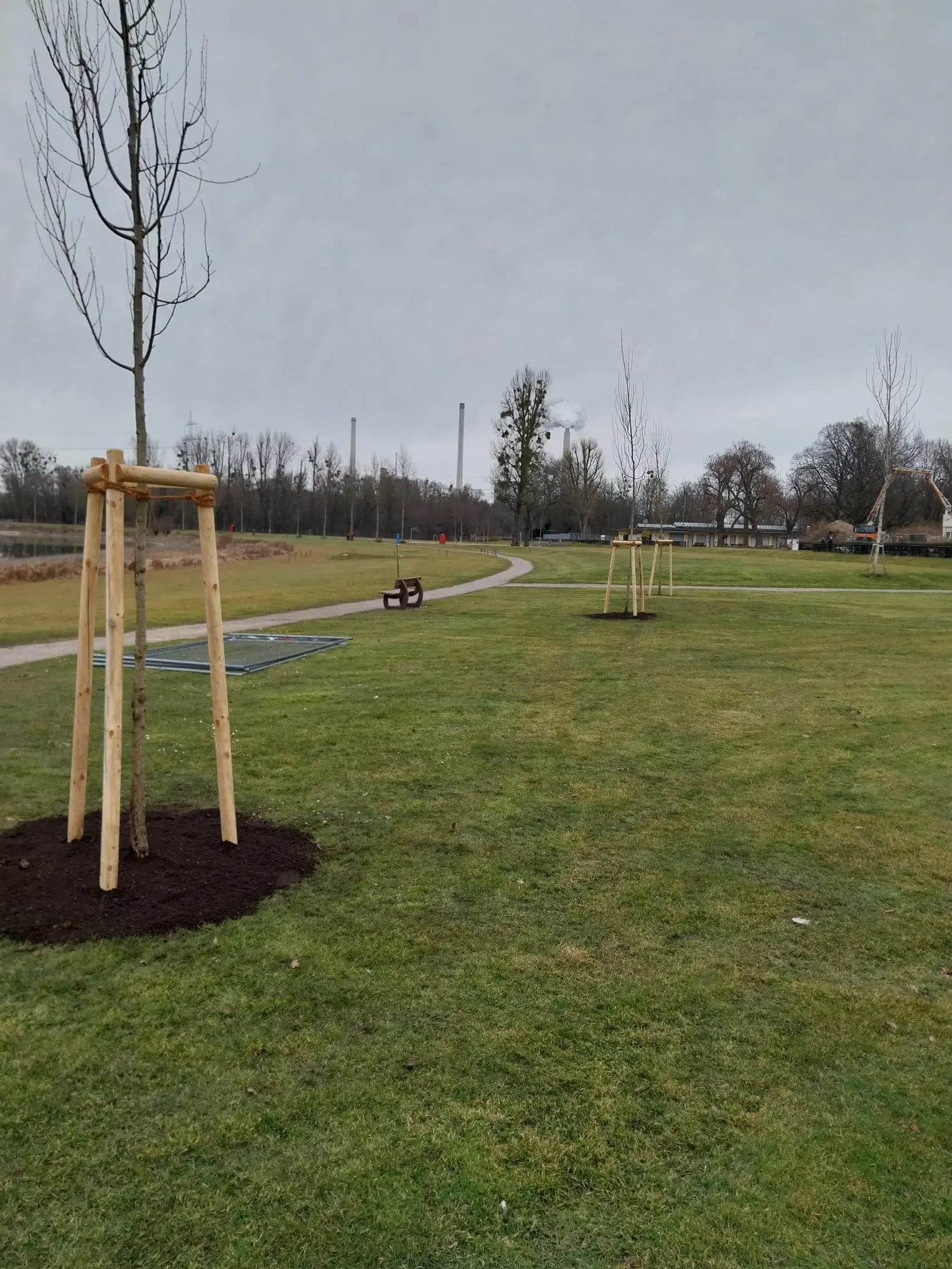 Setzen von Bäumen (Pappel) in Parkanlage