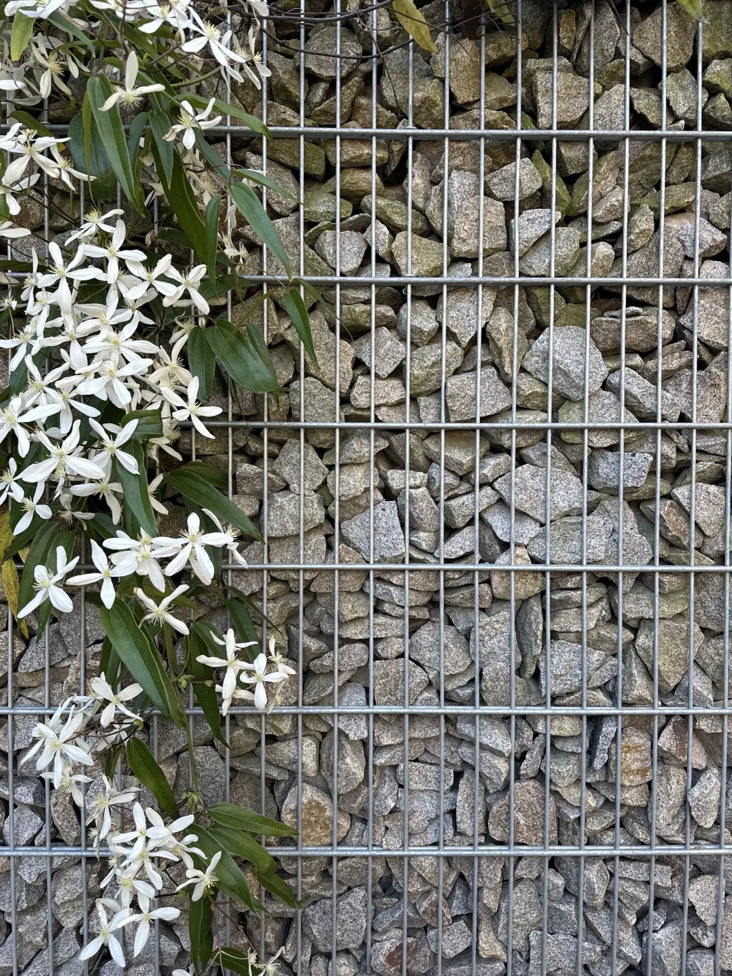 Gabionenwand, gefüllt mit Granitschroppen, begrünt mit Clematis weiß blühend